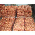 Nouvelle Crop 2012 Red Shallot